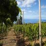 images/MadeiraCarousel/vineyard1_copy_-_Copy.jpg