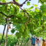 images/MadeiraCarousel/vineyardSS_-_Copy.png