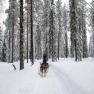 images/FinlandCarousel/huskies_1.jpg