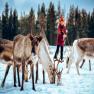 images/FinlandCarousel/reindeer.jpeg